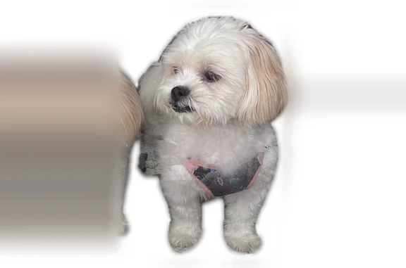 Lost pets Chicago, photo: Lost dog, North Natchez Avenue, 5514, Chicago - female, white coat with blonde patches, chipped