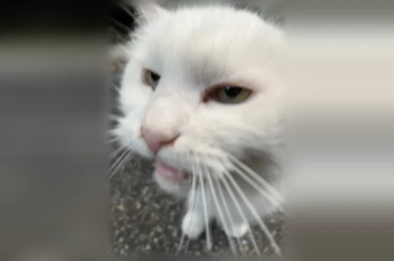 Chat trouvé Chaville, photo: Chat trouvé, Rue de la Martinière, 3, Chaville - yeux fatigués, semblait affamé