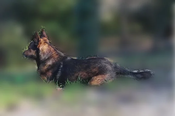 Chien perdu mâle, Chemin de Redondon, Montélimar - croisé marron et noir - photo