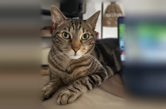 Chat perdu mâle, Rue de l'Épitaphe, 20, Besançon - tigré et foncé - photo