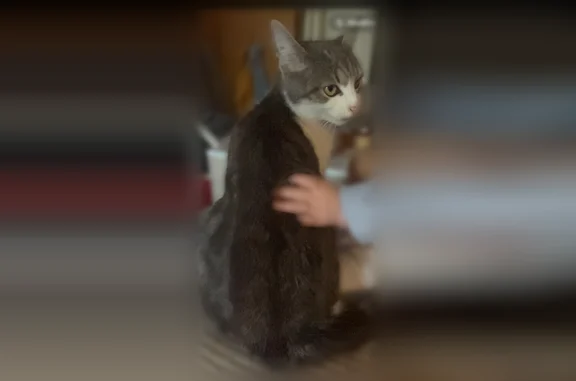 Chat perdu, femelle, Rue Paul Doumer, 40, Charmes, Chiry-Ourscamp - petite et fine, yeux verts - photo