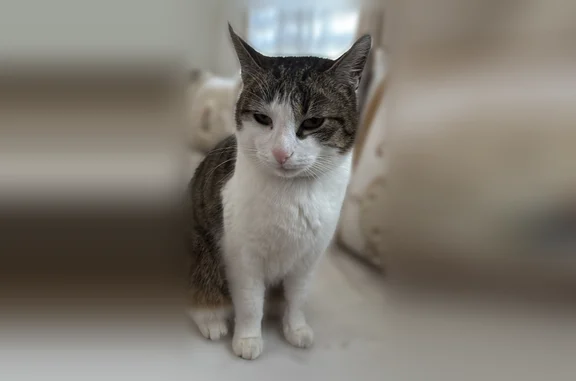 Chat perdu mâle, Impasse Fulton, 3, Bethoncourt - blanc et tigré, collier marron avec étoiles dorées - photo