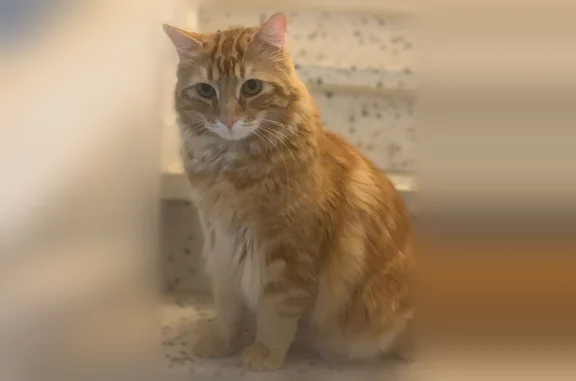 Perdu chat mâle, Rue des Mimosas, 8, Prades, Paris - peureux, poils longs - photo