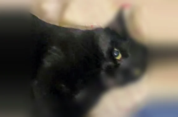 Missing cat Arlington, photo: Lost cat, East Stewart Avenue, Arlington - black neutered male with green eyes