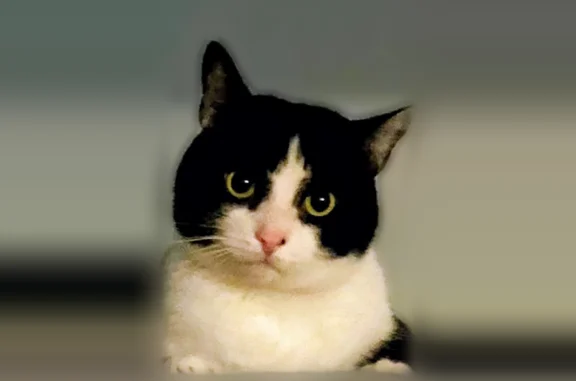 Black and white tuxedo , nueterd male, has a small black freakle on his nose, loves car rides. He affectionate on his own terms he is selective on his feline friends.