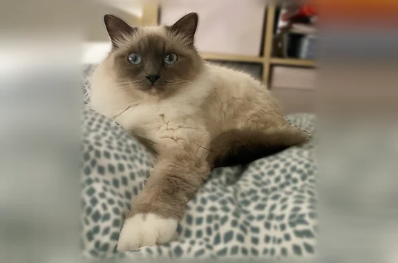 Perdu chat femelle, Rue Nationale, 290, Lille - chatte blanche et grise aux yeux bleus - photo