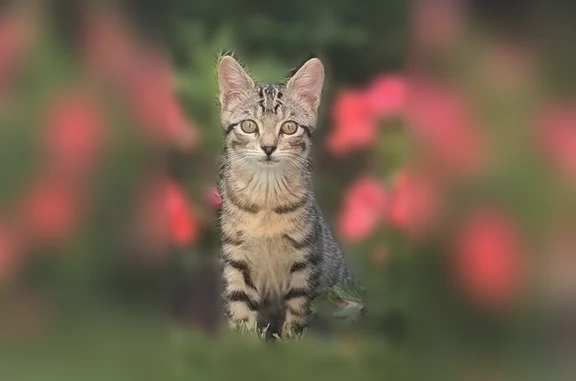 Chat perdu mâle, Rue Nicolas de la Chaussée, 7 Bis, Martin-Église, Lyon - chaton apeuré, non pucé - photo