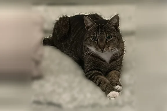 Chat perdu, Résidence Jean Lepere, 12b, Guichainville — femelle tigrée avec pattes et menton blanches - photo