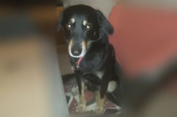 Chien perdu mâle, Chemin du Belano, 15, Auray - beauceron noir et feu - photo