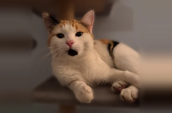 Chat perdu, Lugrin, photo: Chat perdu, Bons-en-Chablais, Auvergne-Rhône-Alpes, Lugrin - femelle tricolore avec une tache noire sur le menton