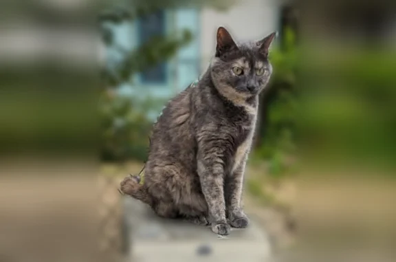 Chat perdu femelle, Rue Paul Vaillant Couturier, 59, Clamart - écaille de tortue gris-beige - photo