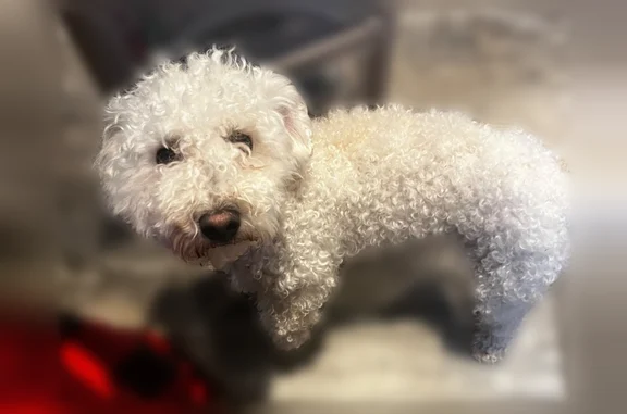 Lost dog, North Fort Worth Street, 1761, Midland - male - photo