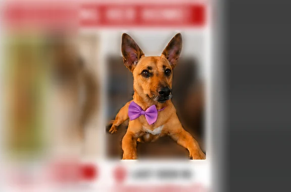Missing dog Crows Landing, photo: Lost dog, female, H Street, 21930, Crows Landing - brown Jack Russell/pit mix