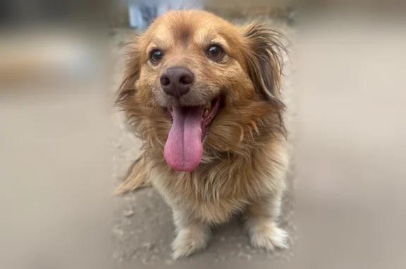Found pets Colorado Springs, photo: Found dog, West Bijou Street, 432, Colorado Springs — male, long-haired dachshund mix