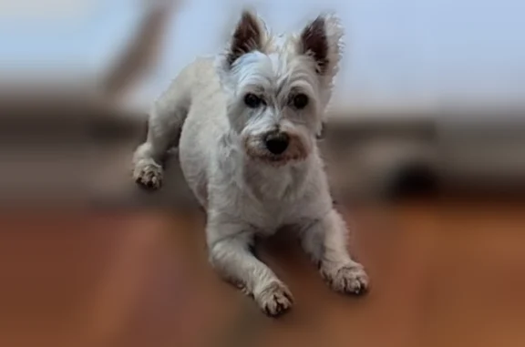 Lost dog, Clifton Avenue, 9033, Mokena - white Westie named Rory - photo