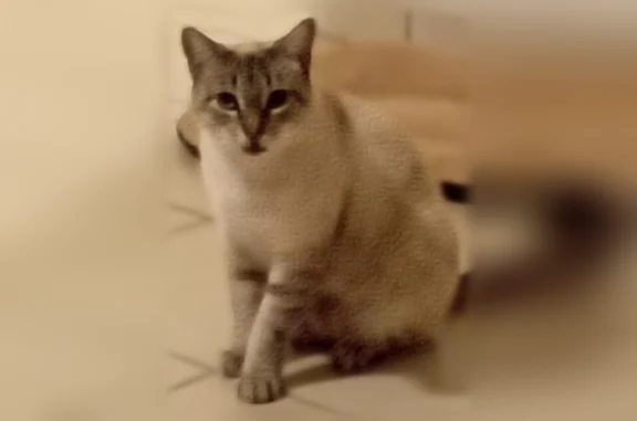 Chat perdu mâle, Rue Thoiras, Rivedoux-Plage - beige tigré, yeux bleus - photo