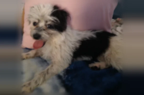 Lost dog, female, Montgall Avenue, 2105, Kansas City - black and white, 6 months old - photo