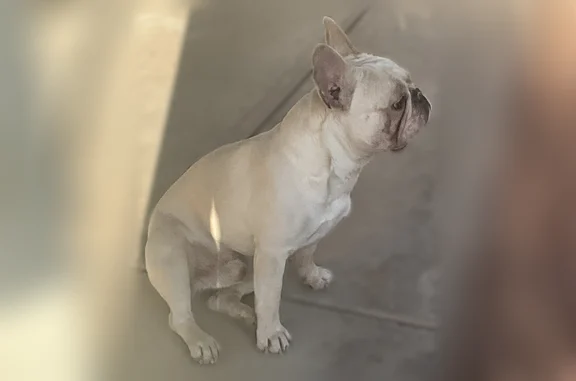 Found pets Chandler, photo: Found dog, West Folley Street, 1320, Chandler - very friendly