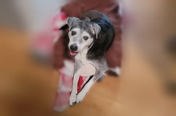 Lost dog, female, Salem School Road, 130, Collins — head tilted right, skittish - photo