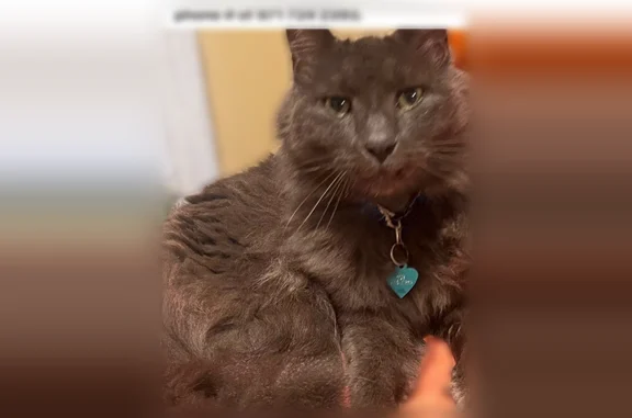 Lost cat, Northeast Gloucester Way, Hillsboro, Portland - very friendly, neutered - photo