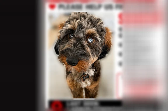 Lost dog, North Sturgeon Road, 3040, Midland — male Aussiedoodle, one blue eye and one brown eye - photo