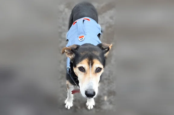 Missing dog Female, Newberg (usl542157) - photo