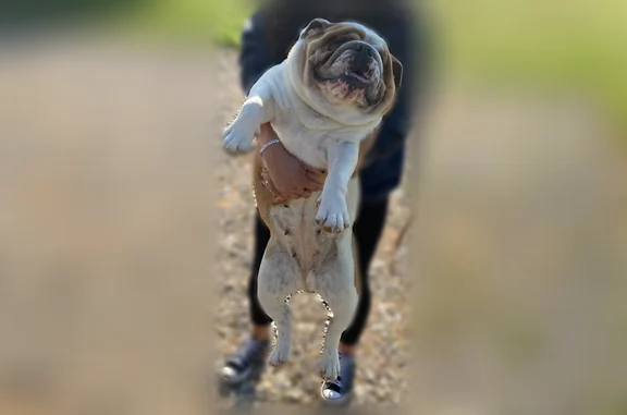 Lost dog, Sunshine Lane, 172, Durant - female, white with brown spots - photo