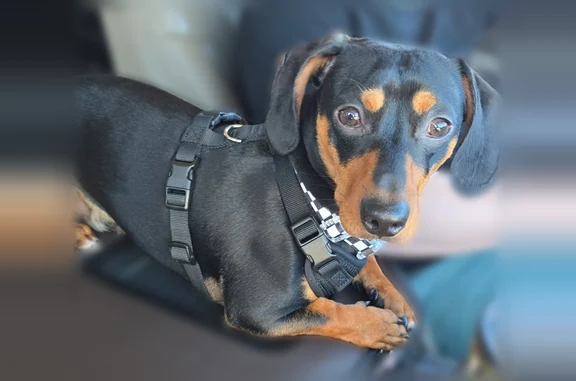 Missing dog Rapid City, photo: Lost dog, Adonia Lane, 13, Sioux Falls - male chiweenie with a white and black checkered collar