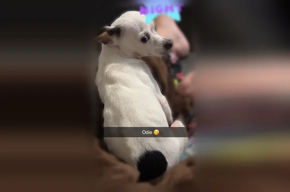 Lost dog, Southwest Titanium Court, Lake City - male, white and black - photo