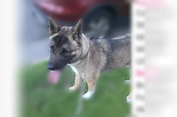 Found pets Minneapolis, photo: Found dog, 5th Avenue South, 3503, Minneapolis - male, German shepherd/husky mix