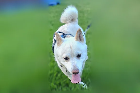 Found pets Orem, photo: Found dog, South State Street, 600, Orem, Orem - male, white, with a collar and no tags