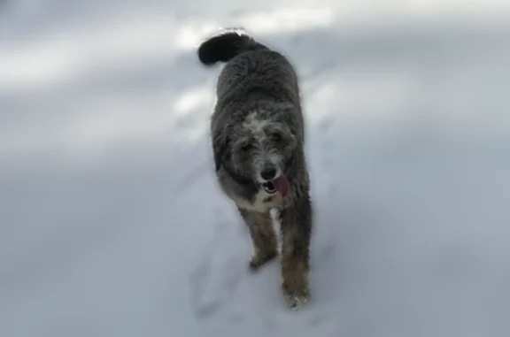 Missing dog Bakersfield, photo: Lost dog, Wilson Road, 1308, Bakersfield — very friendly, listens to Spanish commands
