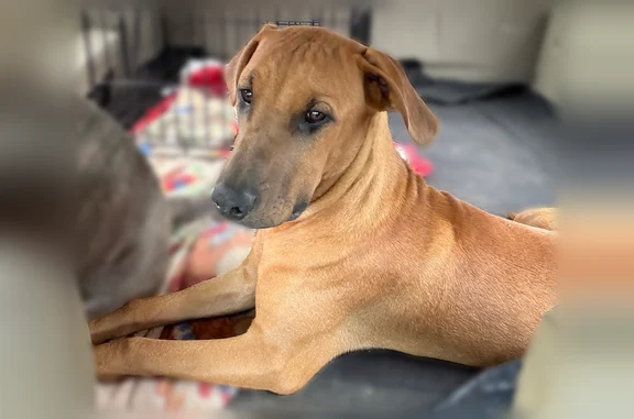 Missing dog Kent, photo: Lost dog, South 242nd Place, Kent - brown coat