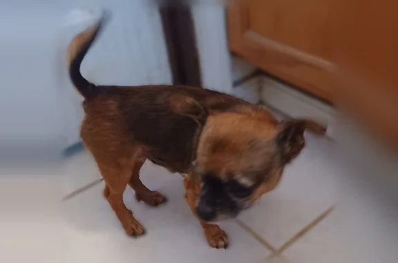 No collar, not afraid