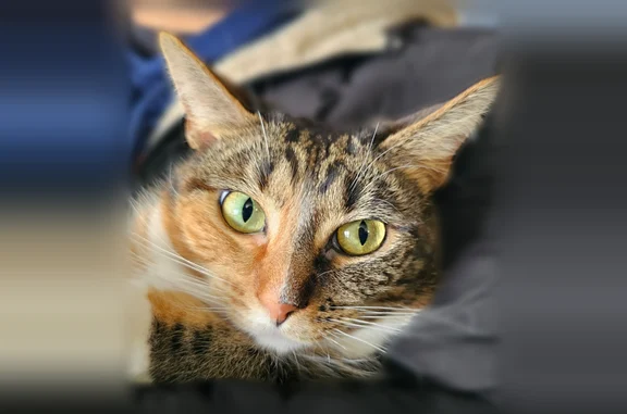 Lost cat, Spruce Mill Lane, 147, Westfield — female, calico tabby - photo