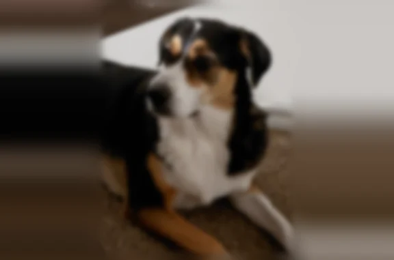 Lost dog, South West 137th Court, 1109, Oklahoma City, Dallas - female, skittish - photo