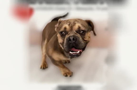 Found pets Arlington, photo: Found dog, Oates Drive, 3404, Mesquite, Arlington - male, missing front left leg