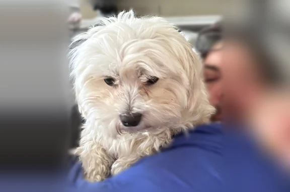 Lost dog, Sandwood Drive, 5133, Indianapolis - white Maltese, shy and skittish - photo