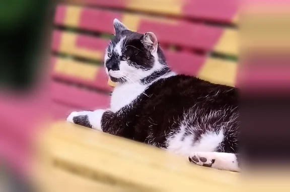 Chat trouvé Le Mans, photo: Trouvé chat femelle, Rue de l'Éventail, 25, Le Mans - chatte très câline, collier à puce perdu