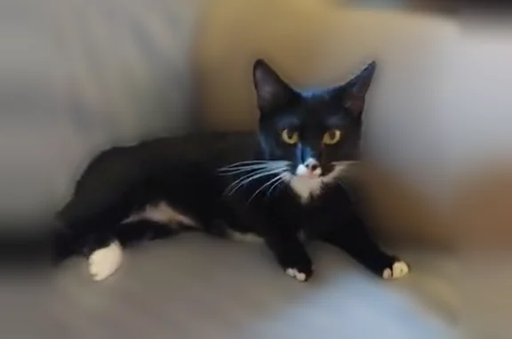 Lost cat, Hatcher Road, 1717, Sherwood - female, black and white tuxedo Manx - photo