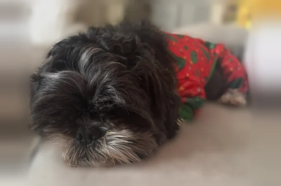 Lost pets Tucson, photo: Lost dog, East Sunland Vista, 1950, Tucson - black and white female shih tzu with a green collar