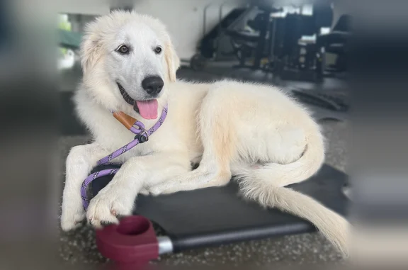 Lost dog, Stoney Creek Drive, 1350, Arlington - female, very friendly, skittish - photo