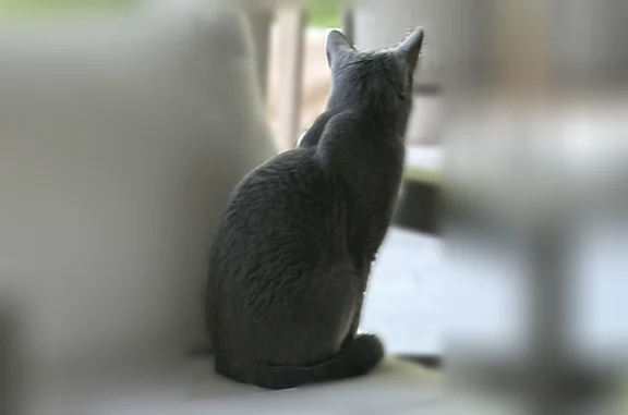 Lost cat, female, Locust Hills Place, 16545, Wayzata — Russian blue, 3 years old - photo