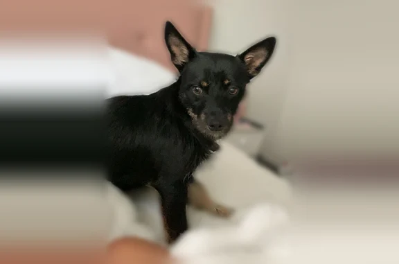 Lost dog, Rendon New Hope Road, 7140, Fort Worth - black with brown paws and face - photo