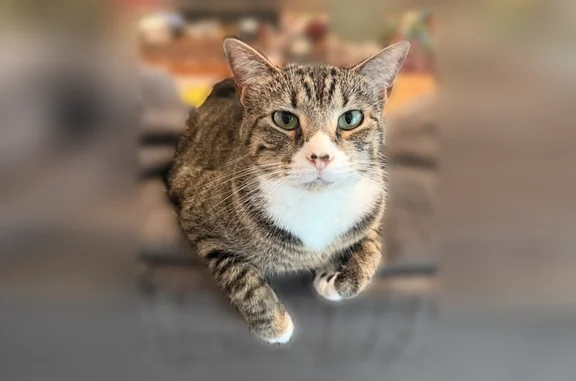 Lost cat, Van Buren Drive, Wentzville, St. Peters — female, no tail - photo