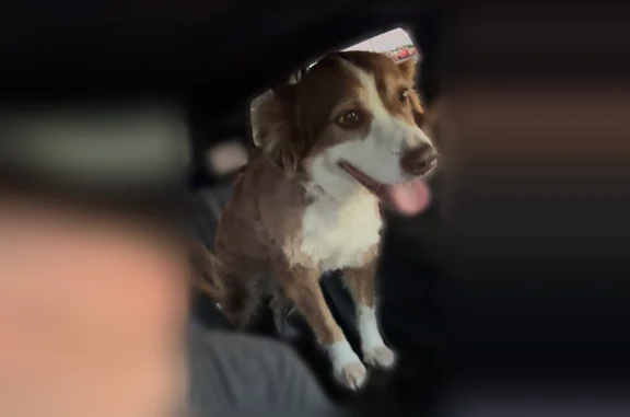 Lost dog, U.S. 75, 14596, Van Alstyne - friendly brown and white Australian shepherd - photo