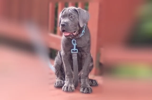 Lost dog, Pride Road, 63, Pittsburgh - male, greyish blue eyes - photo