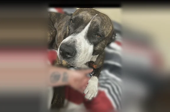 Missing dog Eagle Lake, photo: Lost dog, East Eagle Avenue, 550, Eagle Lake - female