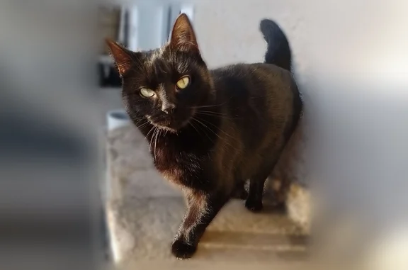 Chat perdu, femelle, Rageade, Neuilly-le-Réal - petite, pelage noir, queue courte - photo