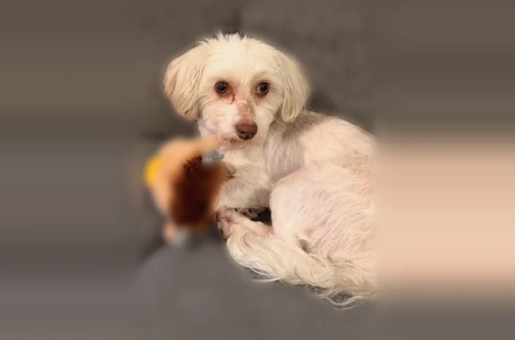 Lost dog male, Japan Way, 3579, Las Vegas - friendly Havanese with cream/white coat - photo